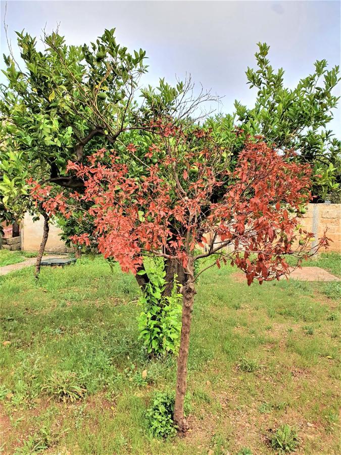 Villa Nel Salento - Ampie Camere E Giardino, Fino A 9 Persone Barbarano del Capo Экстерьер фото
